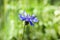 blue wildflowers cornflowers
