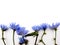 Blue wildflowers cornflowers in a row and place for text
