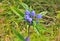 Blue wildflowers gentian Gentiana scarba 6