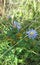 Blue wildflowers in hedgerow