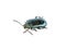 Blue willow beetle