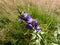 Blue willow gentian