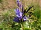 Blue willow gentian