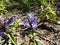 Blue willow gentian