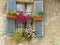 Blue window with some vases of colored flowers to Bergamo in Italy.