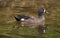 Blue-wing Teal Duck