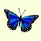 Blue Winged Butterfly Vector - Digital Illustration