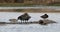 Blue-winged geese on island