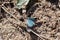 Blue-winged grasshopper, Oedipoda caerulescens