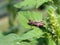 Blue-winged grasshopper (oedipoda coerulescens)