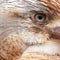 Blue Winged Kookaburra