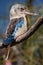 Blue-winged Kookaburra