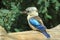 Blue-winged kookaburra