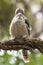 Blue-winged Kookaburra on branch