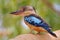 The blue winged kookaburra Dacelo leachii is a large species of kingfisher native to northern Australia and southern New Guinea