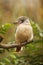 Blue-winged kookaburra Dacelo leachii is a large species of kingfisher native to northern Australia and southern New Guinea