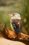 Blue-winged kookaburra Dacelo leachii is a large species of kingfisher native to northern Australia and southern New Guinea