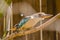 Blue-winged kookaburra Dacelo leachii, native Australian bird