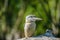 Blue winged kookaburra portrait