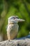 Blue winged kookaburra portrait