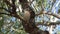 Blue-winged kookaburra sitting on a tree branch