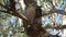 Blue-winged kookaburra sitting on a tree branch Northern Territory Australia