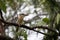 Blue-winged kookaburra on a tree branch. Wild individual. Blue wings, big head, light blue eyes. Close up picture. Northern