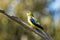 Blue-winged Parrot in Victoria Australia