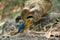 Blue-Winged Pitta.A colourful bird
