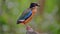 Blue-winged Pitta A colourful bird, black head, white collar, blue wings