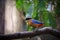 Blue-Winged Pitta on tree