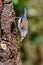 Blue-winged Siva or minla, Birds of Himalaya