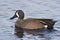 Blue-winged Teal