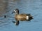 Blue-winged Teal