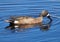 Blue Winged Teal Or Anas Discors