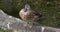 Blue-winged teal bird. Florida. USA.