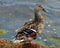 Blue Winged Teal Duck