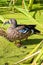 A blue-winged teal duck balancing on one foot against a green background