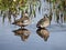 Blue-winged Teal Ducks or Anas discors