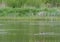 Blue-winged Teal feeding in a lake