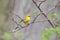 Blue-winged Warbler Perching on Rose Bush