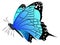 Blue wings butterfly. Realistic exotic flying animal