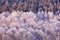 Blue winter landscape, birch tree forest with snow, ice and rime. Pink morning light before sunrise. Winter twilight, cold nature