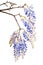 Blue wisteria flowers