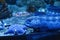 Blue wolf eel Anarrhichthys ocellatus.
