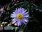 Blue wood aster flower top view. Used selective focus