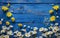 Blue Wooden Background With Daisies and Daisies