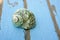 Blue wooden beach floor green sea shell