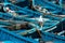 Blue wooden fishing boats with seagull close-up in the port of Essaouira, Morocco