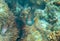 Blue wrasse closeup. Coral reef underwater photo. Tropical fish in nature. Tropical seashore snorkeling or diving